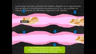 Fisiología del Aparato Digestivo [upl. by Nitsuj]