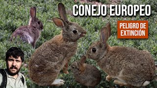 Conejo Europeo 4K Oryctolagus cuniculus European rabbit Coney Coelho bravo europeu [upl. by Nylak]