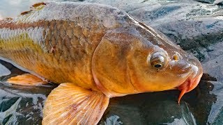 How to catch carp during the spawn  carp bait carp rigs and tips and techniques [upl. by Crean525]