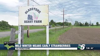 Mild winter means early strawberries in Delta County [upl. by Attecnoc]