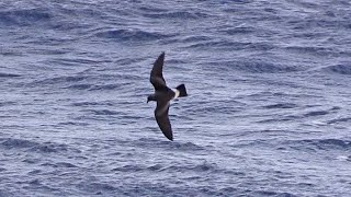 St Helena Stormpetrel St Helena Island South Atlantic April 2018 [upl. by Levona]