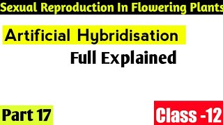 Artificial Hybridisation Class 12 ll Ch 2 Lecture 17 In detail ll [upl. by Wanyen]