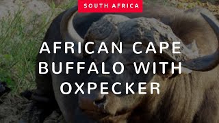 African Cape Buffalo with Oxpecker [upl. by Nowahs]