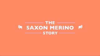 The Saxon Merino story [upl. by Petes]