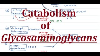 27 Optional Catabolism of Glycosaminoglycans GAGs [upl. by Nepets]