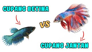 6 Perbedaan Ikan Cupang Jantan dan Betina [upl. by Cleveland]