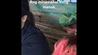 Kinatay na para may ulam bundok manok lumangtugtugin [upl. by Erreip]