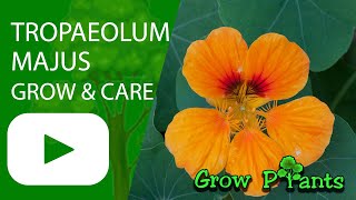 Tropaeolum majus  grow care and harvest flowers amp leaves [upl. by Lucais]