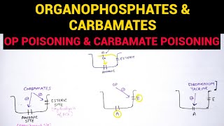 Autonomic Pharmacology  7  Organophosphates amp Carbamate Poisoning  EOMS [upl. by Kam]