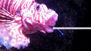 BRAVE Cleaner wrasse ENTERS MOUTH lionfish [upl. by Hamal]