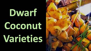 Information on Dwarf Coconut Cocos nucifera Varieties [upl. by Lyrahc584]