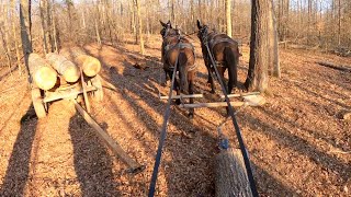 Skidding and cross hauling logs with mules [upl. by Onirotciv144]