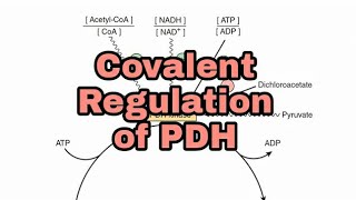 Regulation of Pyruvate Dehydrogenase PDH Part 2  Covalent Regulation  CarbohydrateMetabolism [upl. by Dubenko]