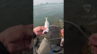 🎣 Kanama Smart Bait  Revive dead bait fish [upl. by Aplihs]