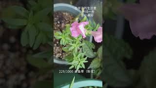 盆栽1000种植物｜229 金鱼草（粉花）Antirrhinum majus [upl. by Ayatal]