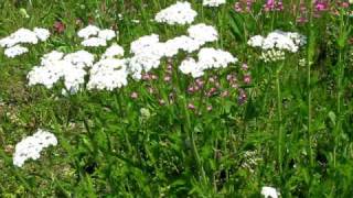 Yarrow [upl. by Dianemarie]