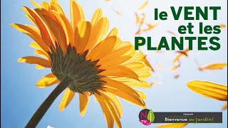 LE VENT LES PLANTES ET LE JARDIN  CAUSES EFFETS PROTECTION POLLINISATION ET CHOIX DE BRISEVENT [upl. by Olraced]