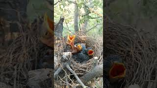 Wild babbler bird babies P 13 [upl. by Jeggar965]