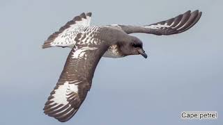 Cape petrel Daption capense sound  call and song [upl. by Nahtnaoj]