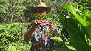 Moringa Miracle Tree HD 1080p [upl. by Ynor]