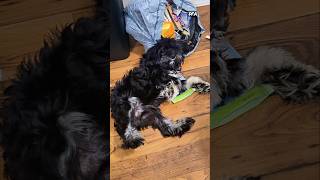 I Found My Dog Passed Out In The Trash dog funny laugh shorts [upl. by Damon]