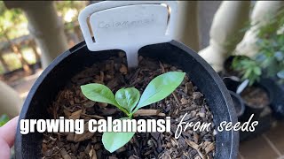 Growing Calamansi from Seeds [upl. by Zeus538]