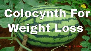 Colocynth Benefits In Urdu  Colocynth For Weight Loss  IN URDU Tumba [upl. by Akirej]