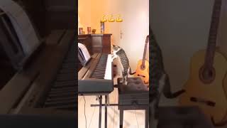 cat piano funnyshorts cuteanimls funnyvideo funnyanimals [upl. by Bigner776]