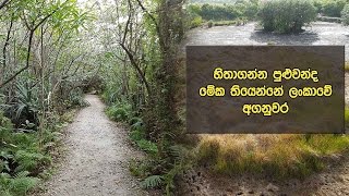 හිතාගන්න පුළුවන්ද මේක තියෙන්නේ ලංකාවේ අගනුවර  Walking Through Beddagana Wetland Park [upl. by Omolhs]