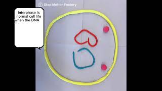 Mitosis and Meiosis Stop Motion Video [upl. by Llennod]