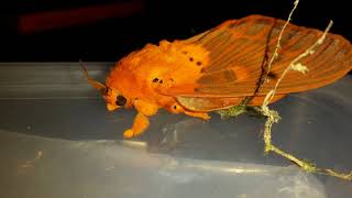 Borneo Lepidoptera  Moths and Butterflies  Schmetterlinge und Nachtfalter [upl. by Vachel311]