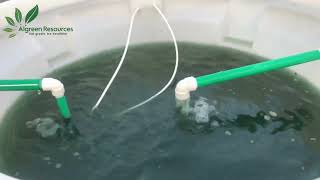 Fully Automated Spirulina Farm in Bangladesh  Algreen Resources [upl. by Robena]