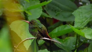 CANTO DEL COLIBRI AMAZILIA COLIRRUFA  RUFOUSTAILED HUMMINGBIRD [upl. by Elocn]