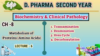 Protein metabolism  CH8  L6  Biochemistry Amino acid metabolism  DPharm second year [upl. by Deeyn]