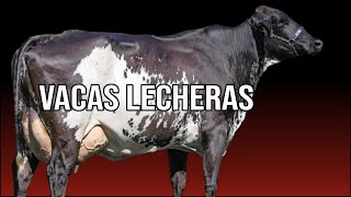 Desbloquea El Máximo Potencial Lechero Secretos Para VACAS LECHERAS Más Productivas [upl. by Odette]