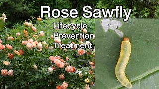 How to treat rose sawfly infestation Helpful TIPS [upl. by Ennagrom]