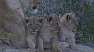 Safari Live  Three new Nkuhuma Lion Cubs as seen on morning drive July 06 2016 [upl. by Ahsilef]