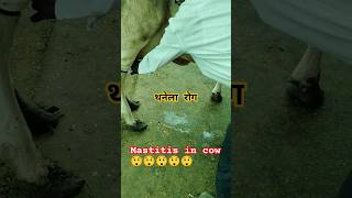 Mastitis disease in animal and treatment cow shortfeed [upl. by Aimet]