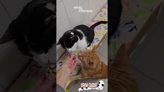 Jealous and Selfish Cat Doesnt Want To Share His Matatabi Ball Toy Cats Matatabi FunnyCats [upl. by Schmeltzer493]