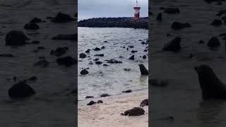 islasgalapagos galapagostravel galapagos sea playa viralvideo viralshorts love suscribete [upl. by Monteria361]