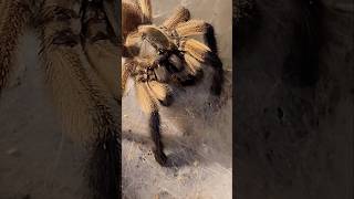 Monocentropus balfouri feeding 🕷🕸 shortvideo tarantula youtubeshorts spider shorts animals 🤩 [upl. by Alverta]