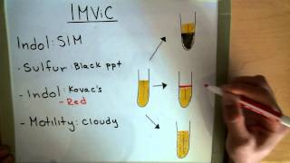 IMViC  Indole  MRVP  Citrate  Microbiology Lab [upl. by Odarnoc]