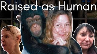 Imprisoned Drugged and Confused Travis the Chimp’s Attack on Charla Nash [upl. by Maupin367]