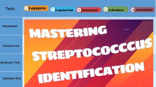 Unveiling Streptococcus Species Clinical amp Biochemical Identification Tips Microbiology [upl. by Lynea]