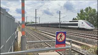 Avignon TGV  TER TGV inOui OUIGO TGV Lyria Eurostar [upl. by Aicilihp530]