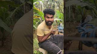 പുഞ്ചിരിയൻ കൊങ്കി keralaagriculture keralafarmers krishimalayalam vegetables [upl. by Felike]