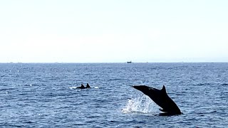 Swimming with dolphins in Lovina Bay Bali August 2024 [upl. by Repsac]