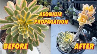 AEONIUM PROPAGATION aeonium propagation succulentsplanterspot succulant succulentpropagation [upl. by Fiorenza]