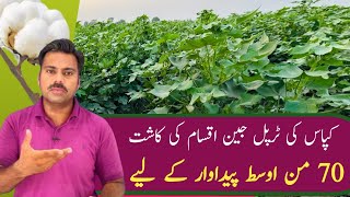 High yielding Triple gene cotton varieties performance in field  Abid Ali Agrarian [upl. by Atinahs695]