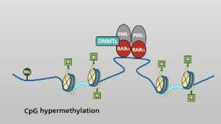 Molecular actions of the PMLRARα fusion protein in promyelocytic leukaemia [upl. by Abbye]